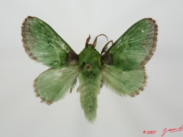 Parasa viridissima